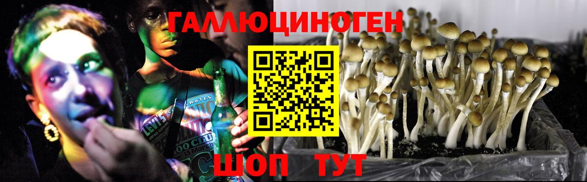 Псилоцибиновые грибы GOLDEN TEACHER Гусев